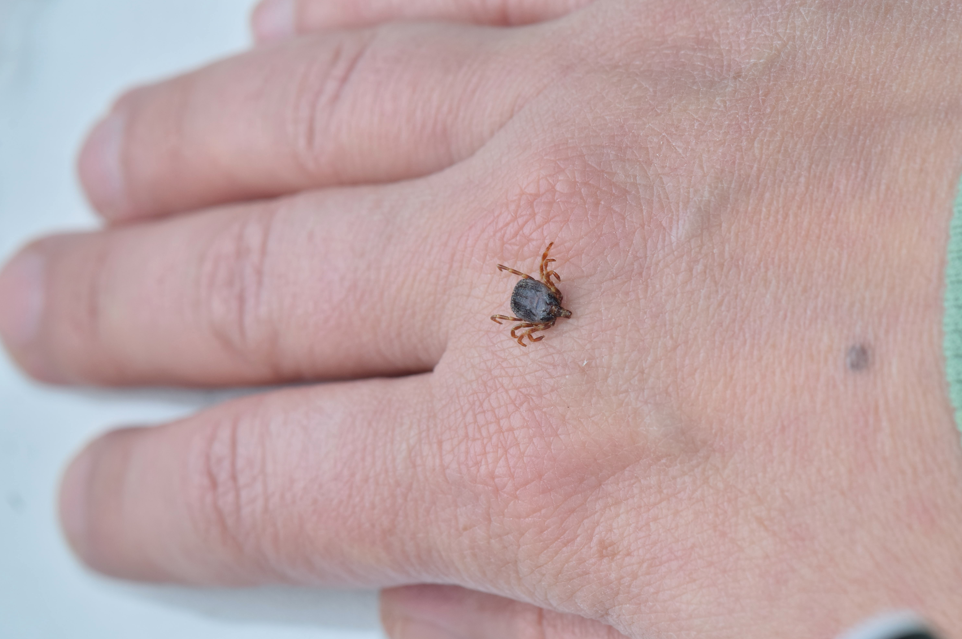afrykański kleszcz Hyalomma