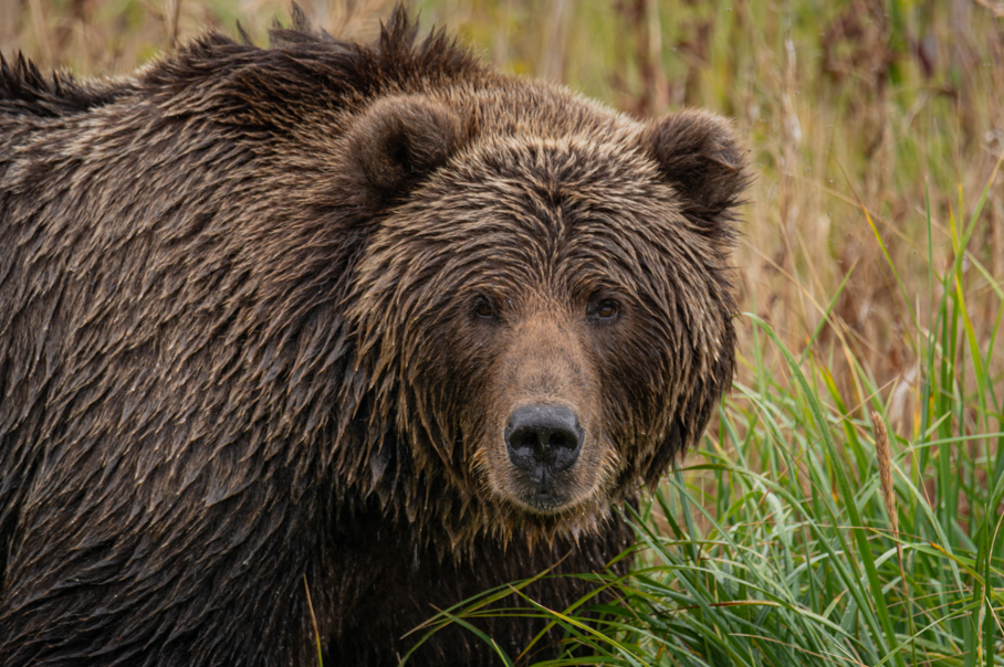 Alaska, niedźwiedź kodiak