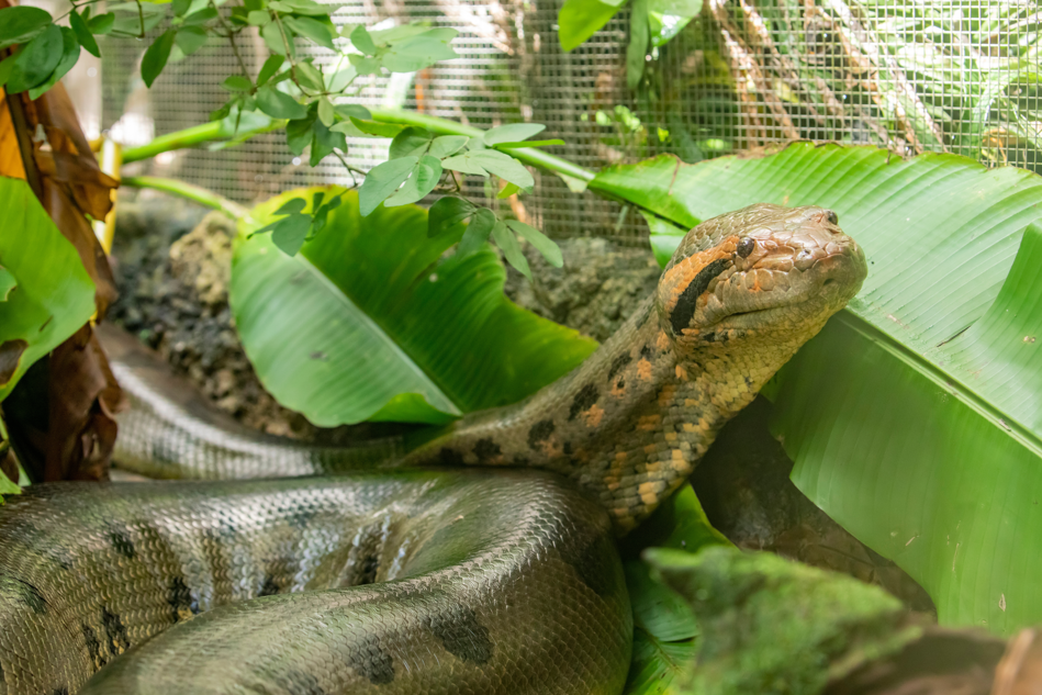 anakonda zielona, rekordowe węże