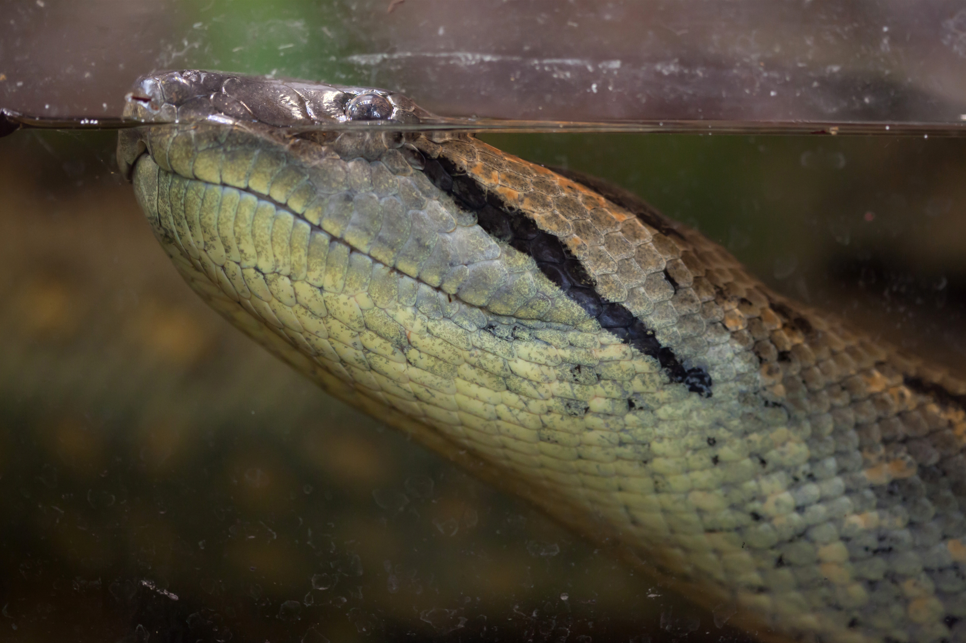 anakonda zielona, wąż poluje