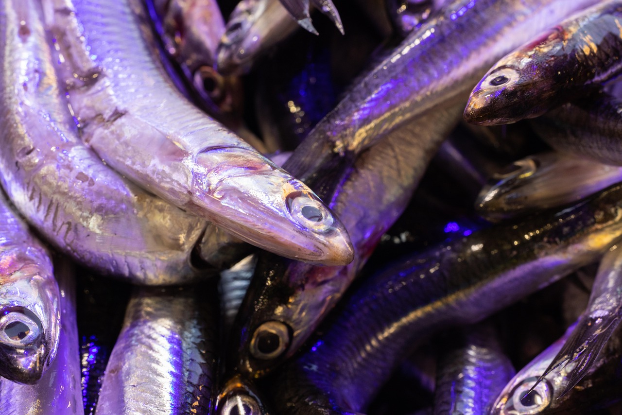Anchois