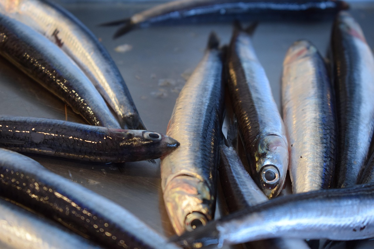 Anchois