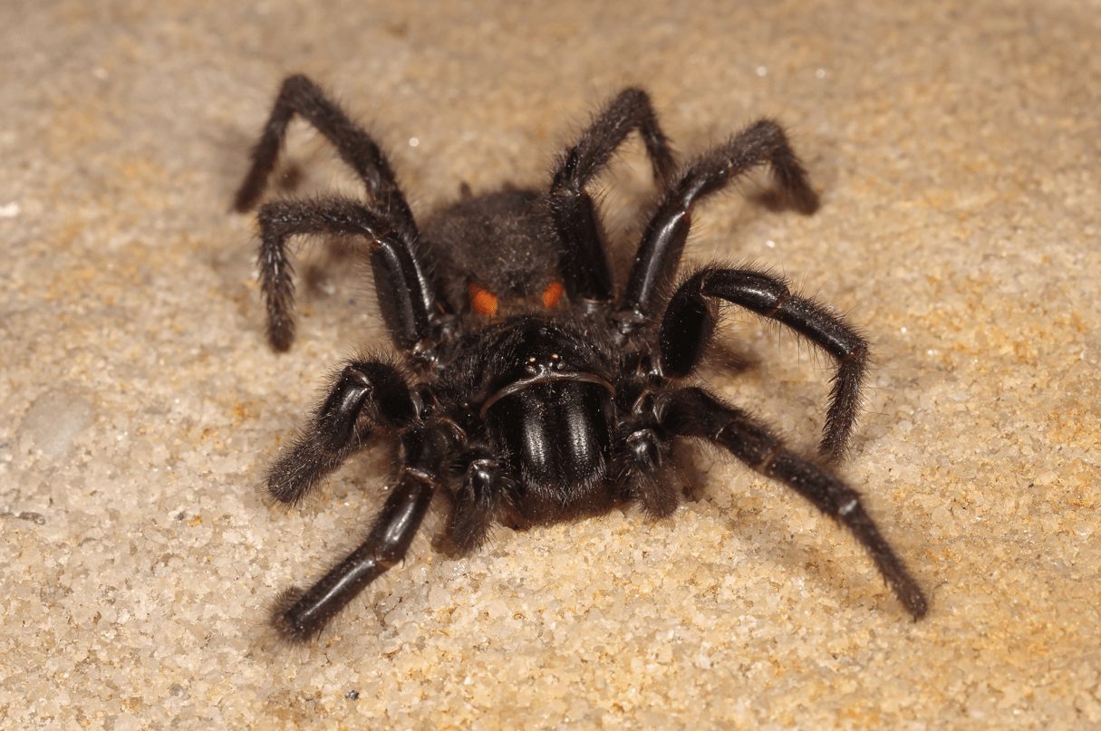 Atrax robustus, rekordowo jadowity pająk