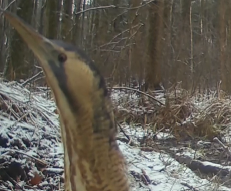 Bąk zwyczajny w polskim lesie