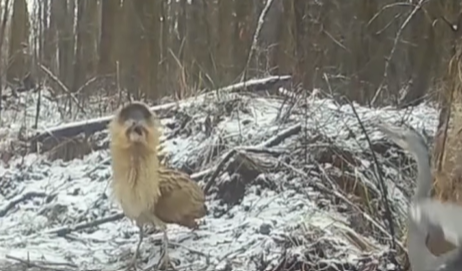 Bąk zwyczajny w polskim lesie