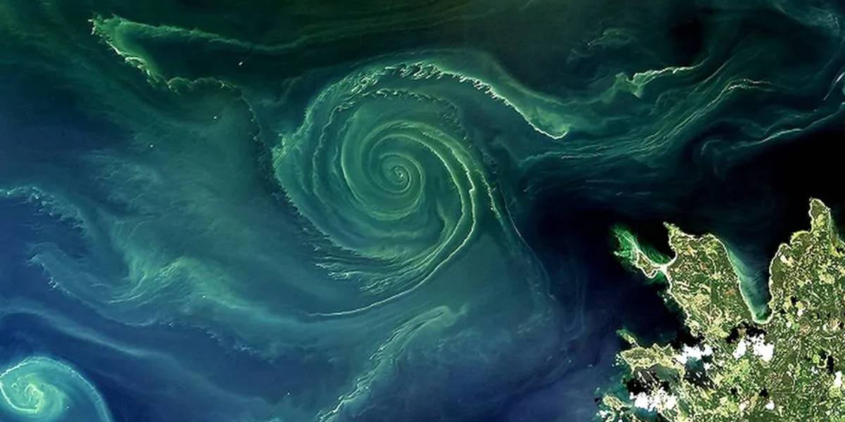 Bałtyk, zielony wir