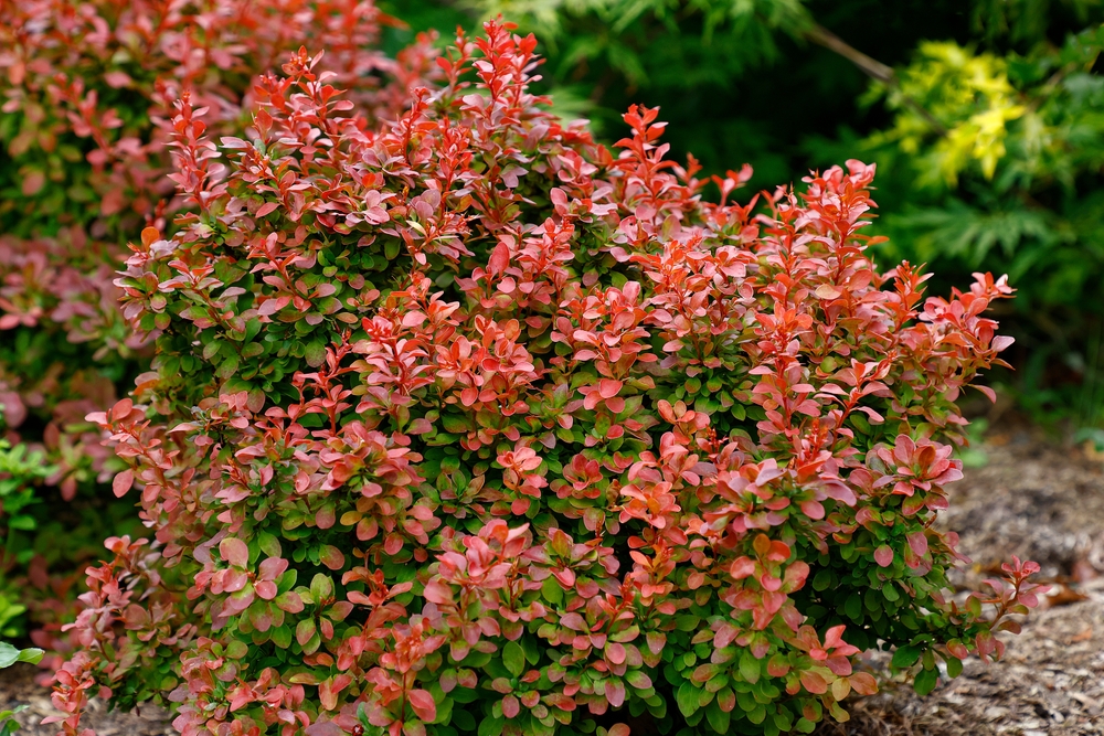 Berberys Thunberga (Berberis thunbergii)