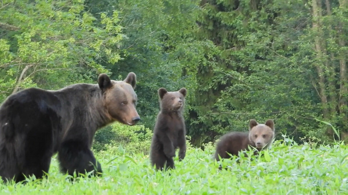 Bieszczady. Niedźwiedzica z młodymi