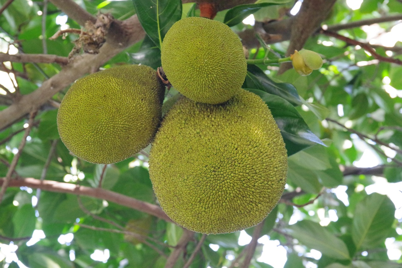 Chlebowiec (jackfruit)