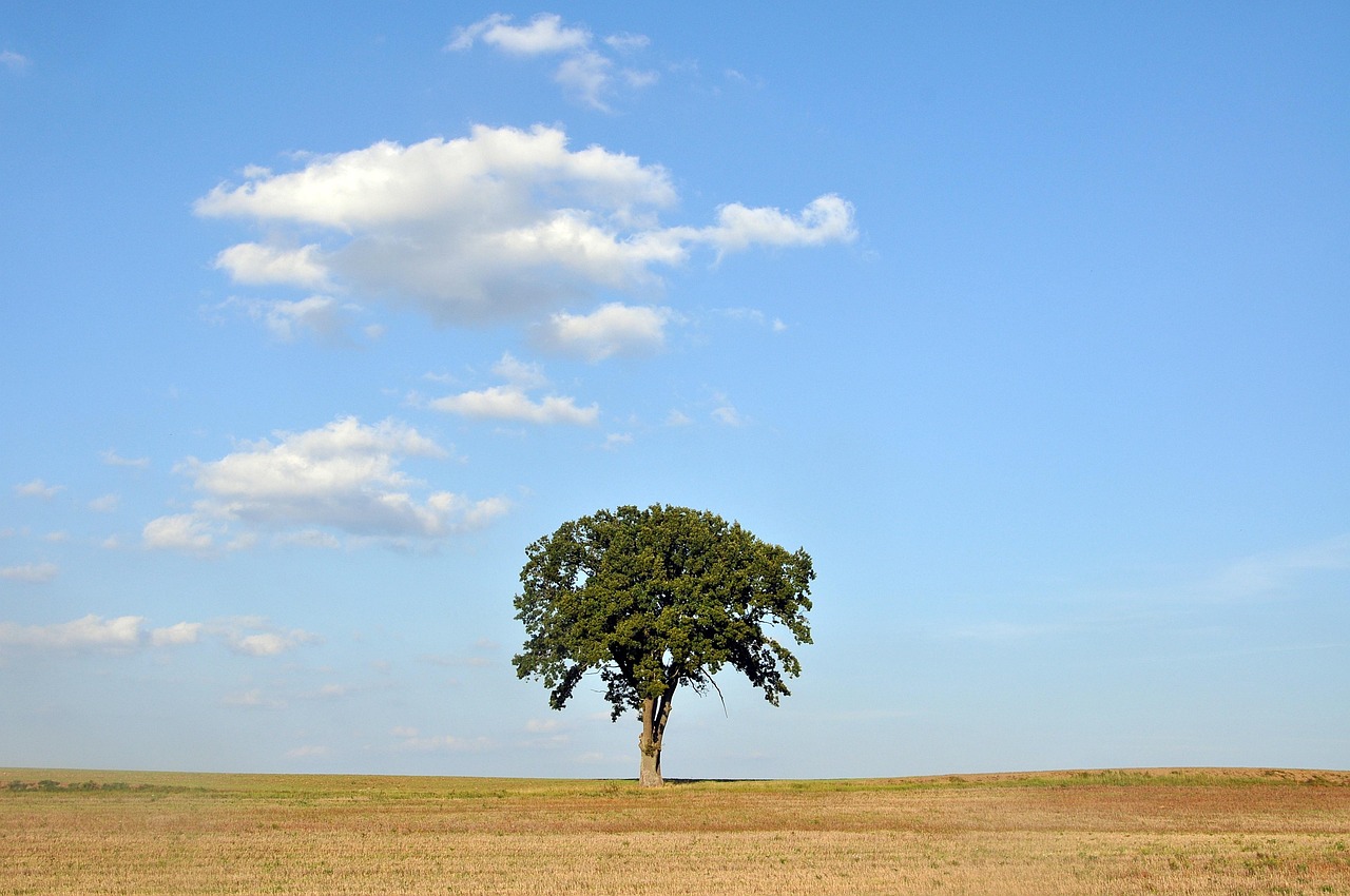 Dąb, drzewo
