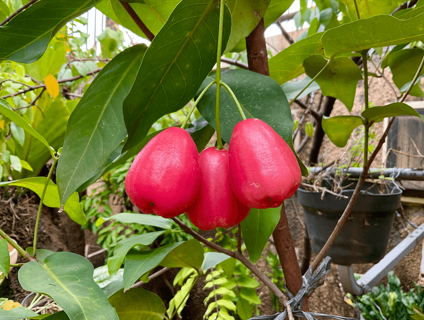 dojrzałe owoce Syzygium samarangense