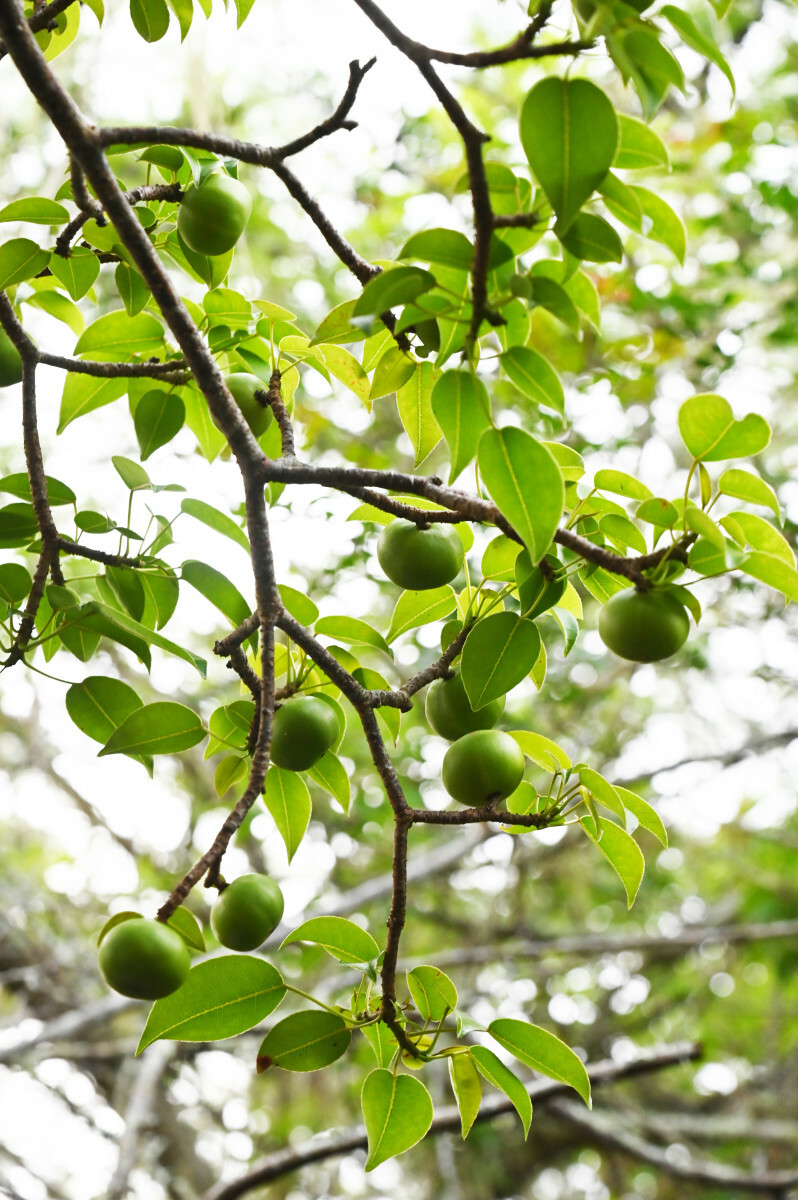 drzewo Manchineel  i trujące owoce
