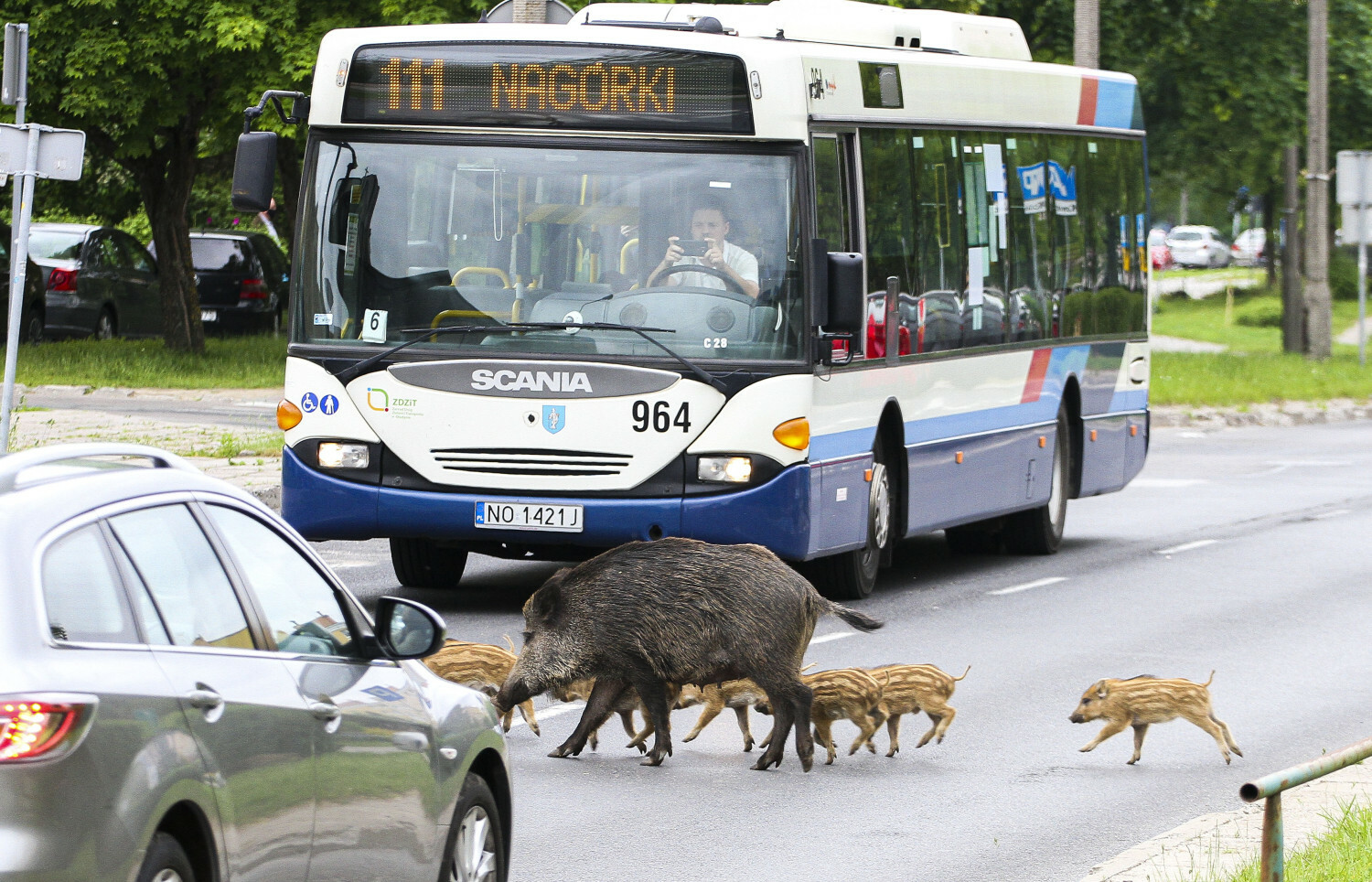 dziki w mieście, odstrzał