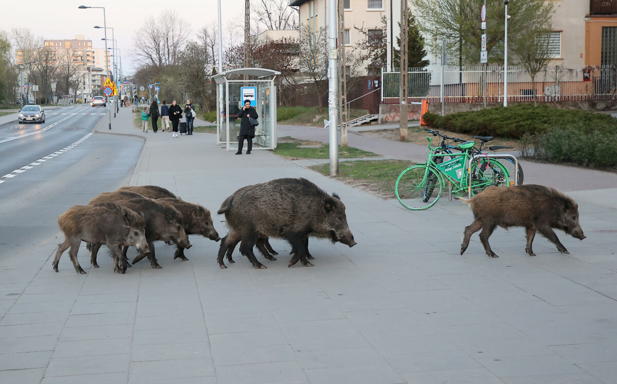 dziki w mieście, ostrzeżenie