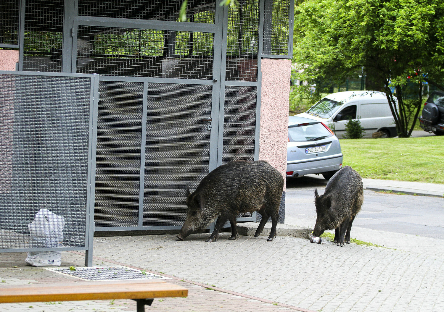 dziki w Olsztynie
