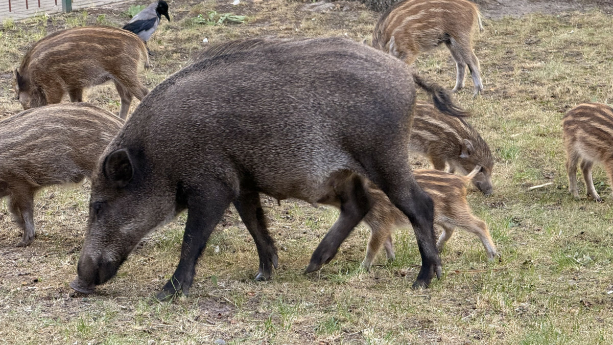dziki w Warszawie na Bielanach