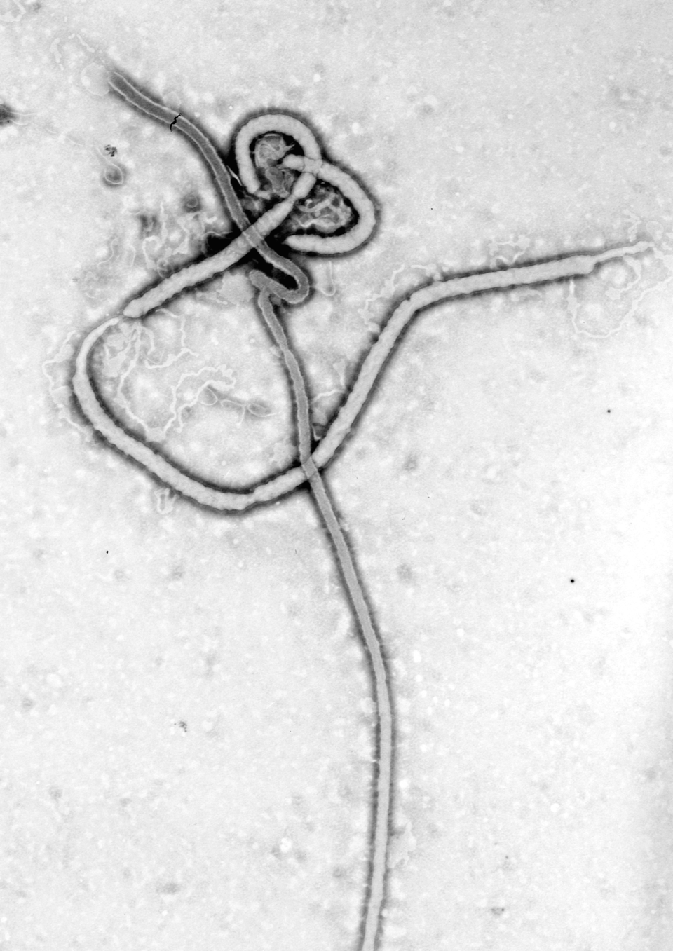 Ebola wirus