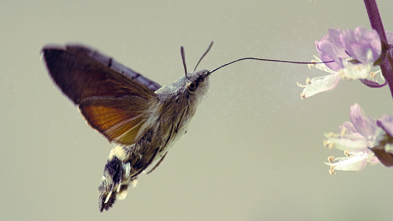 Fruczak gołąbek, Macroglossum stellatarum