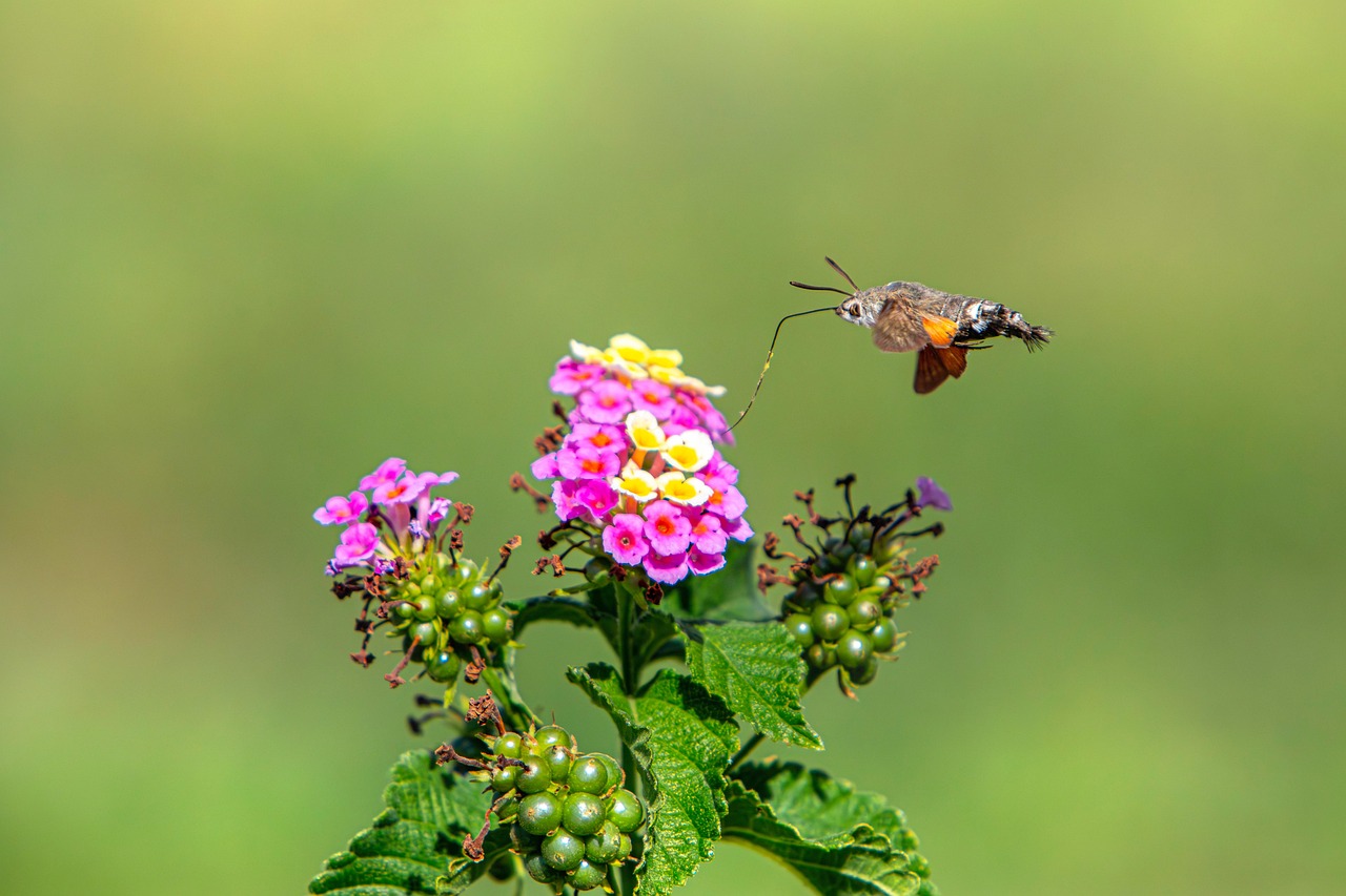 Fruczak gołąbek, Macroglossum stellatarum