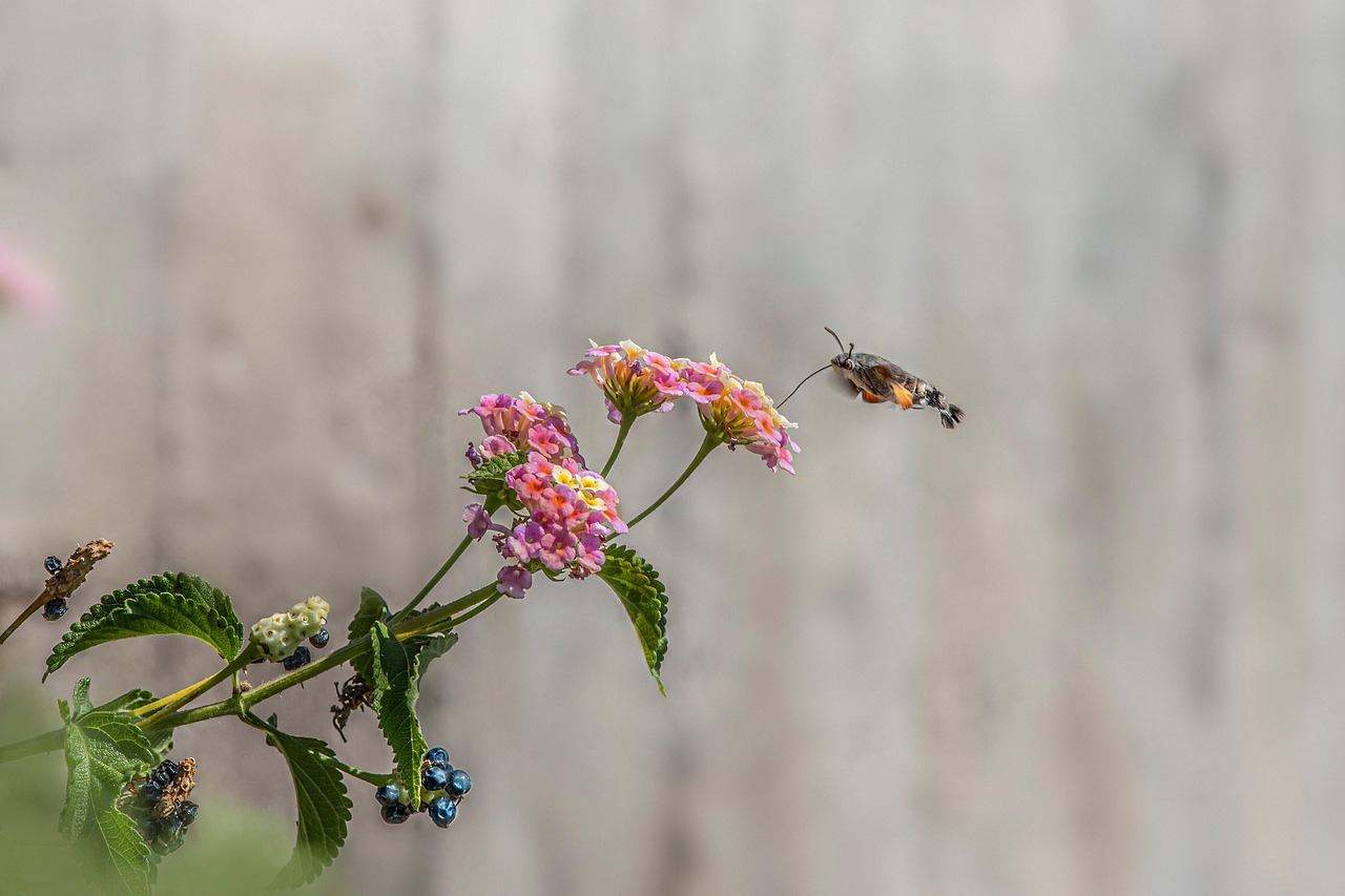 Fruczak gołąbek, Macroglossum stellatarum