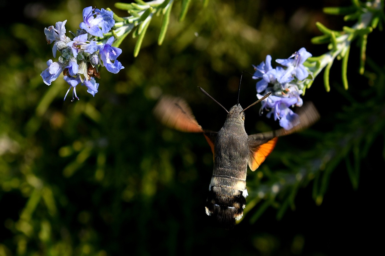 Fruczak gołąbek, Macroglossum stellatarum