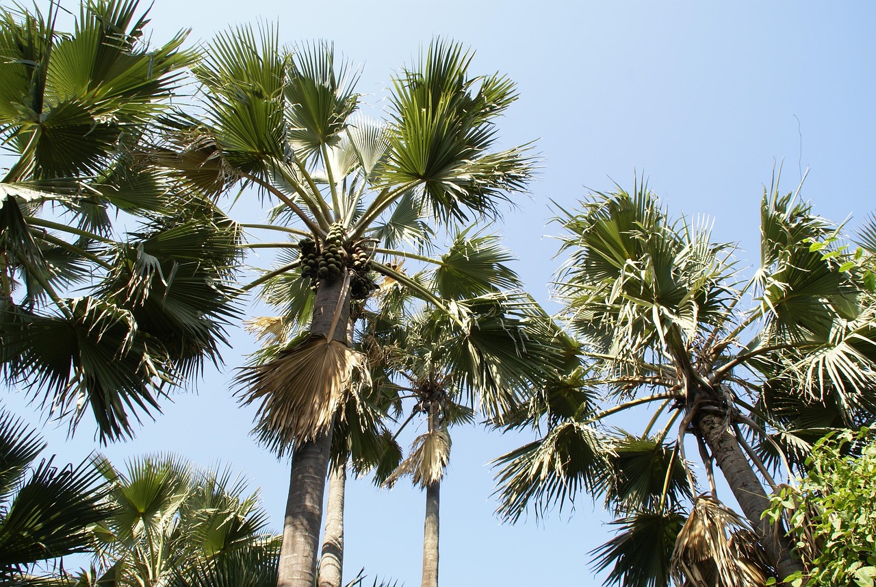 Gambia, palmy