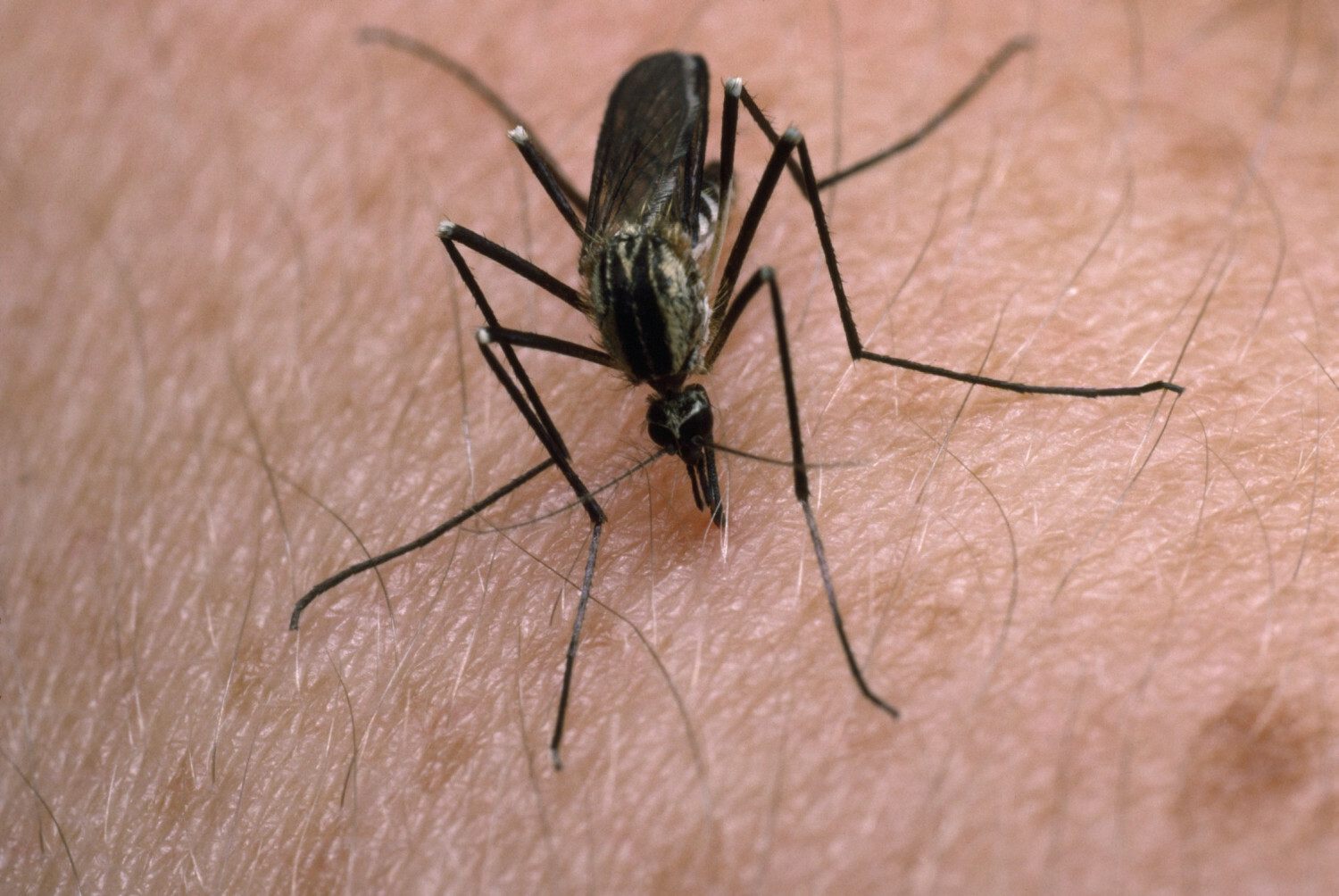 Google zwalcza komary, projekt Debug
