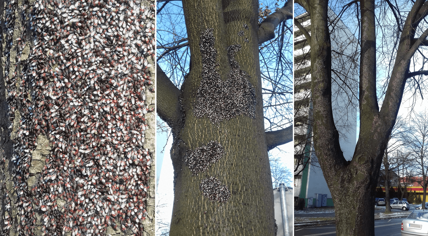 Gromady skupieńca lipowego na pniu drzewa