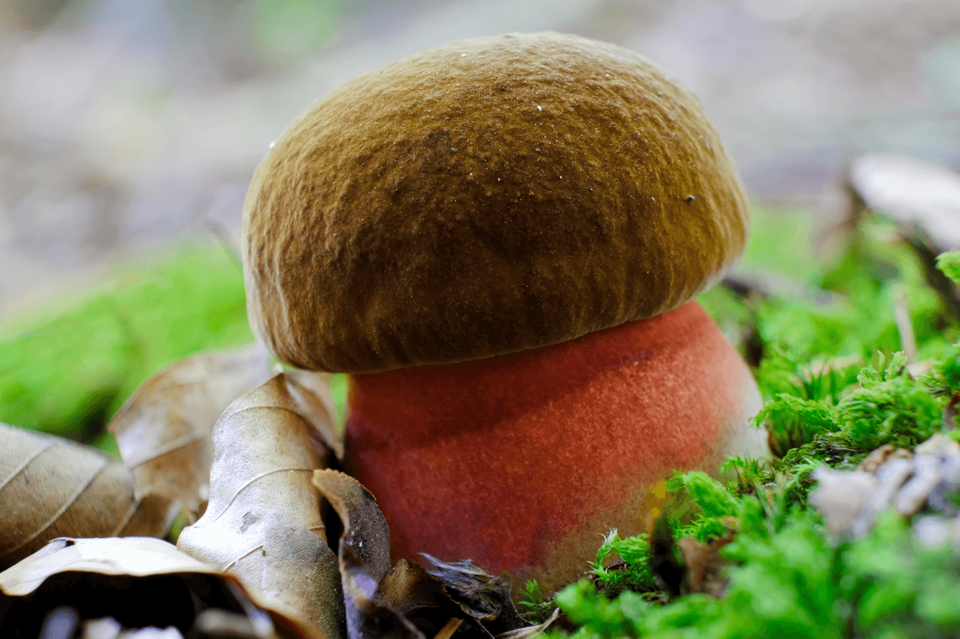 grzyb Borowik ceglastopory Neoboletus luridiformis