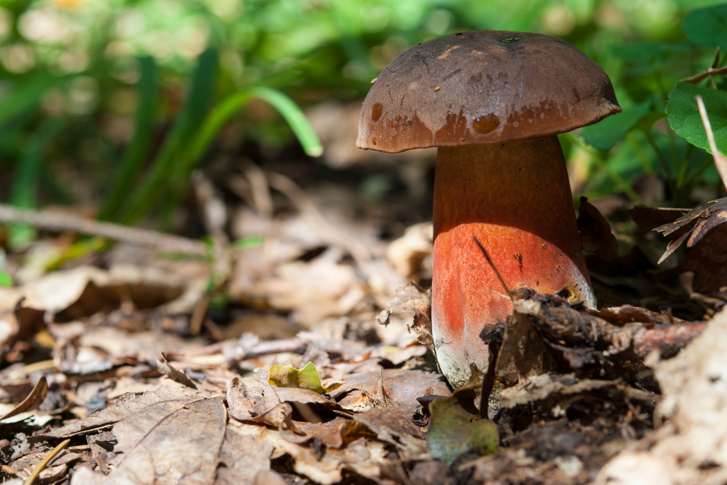 grzyby w Polsce, Borowik ceglastopory Neoboletus luridiformis
