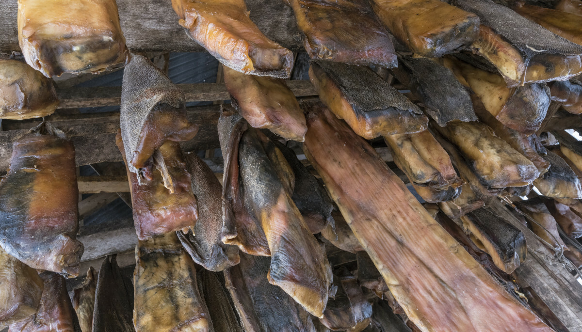 hakarl, fermentowane mięso rekina