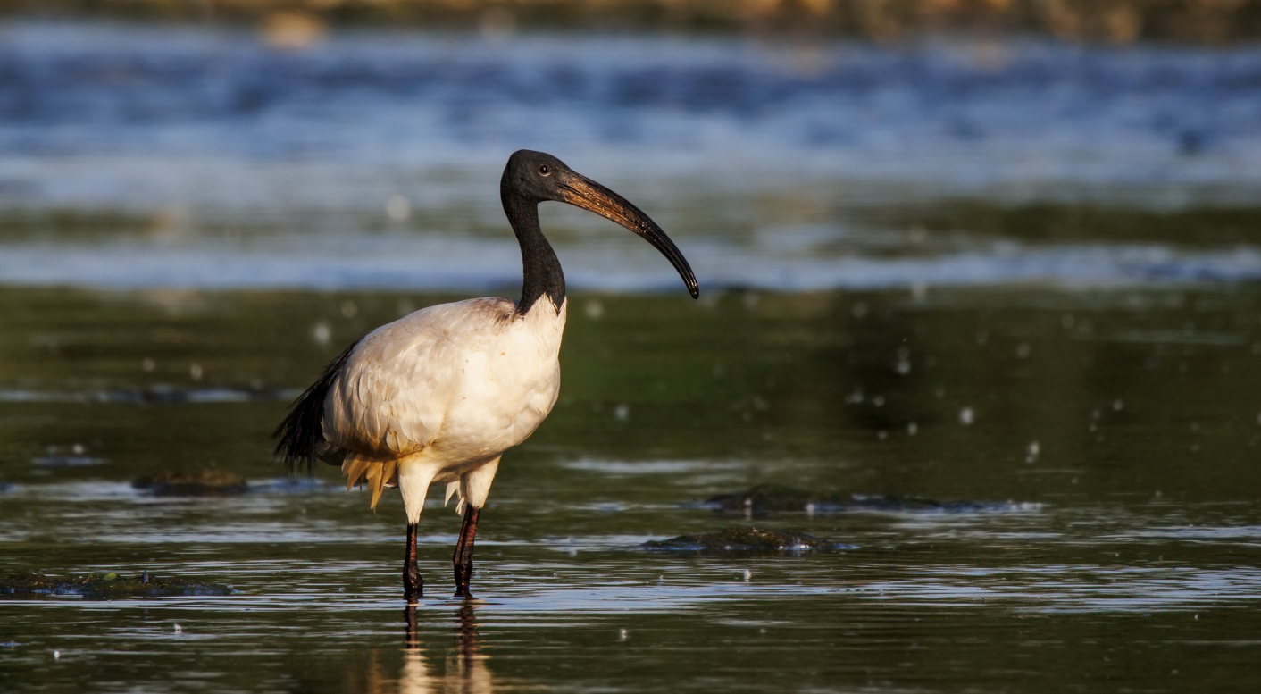 ibis czczony
