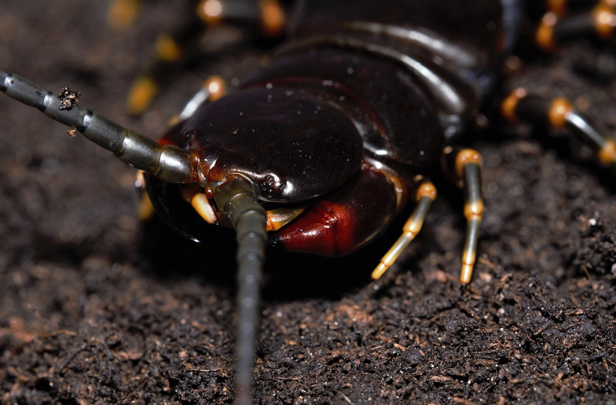 jadowita Scolopendra gigantea