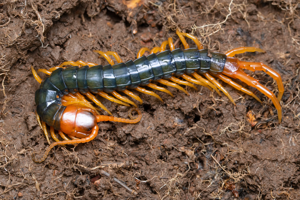 jadowita skolopendra Scolopendra subspinipes