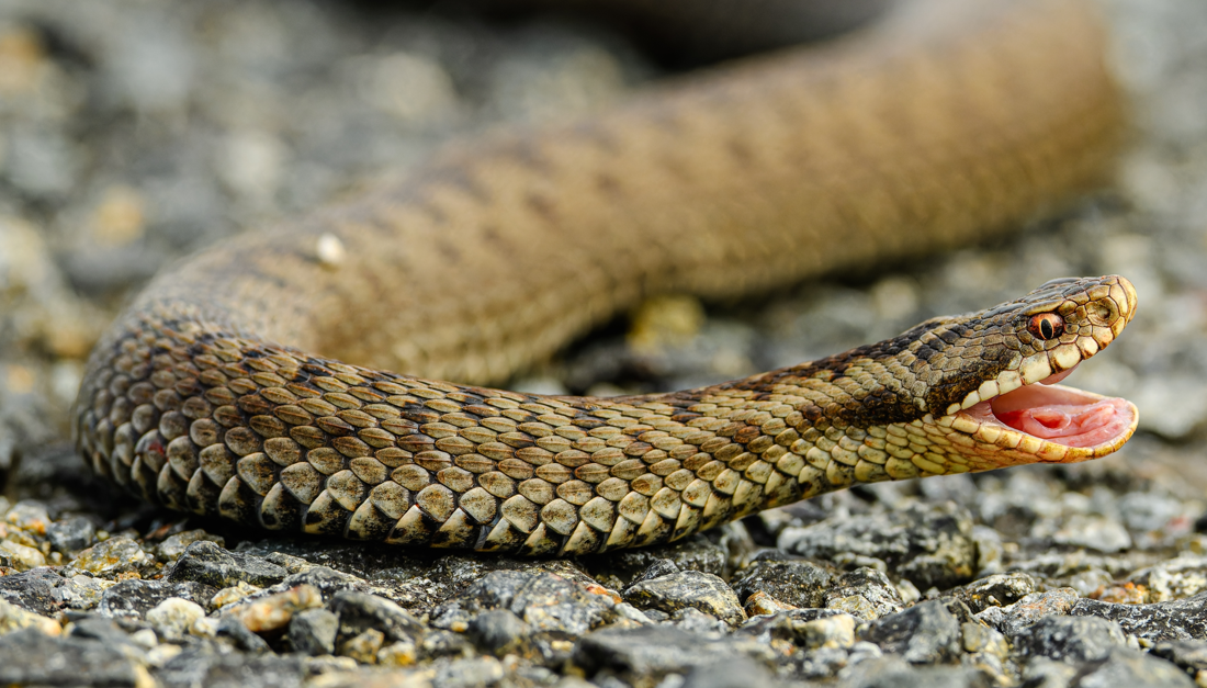 jadowita żmija zygzakowata