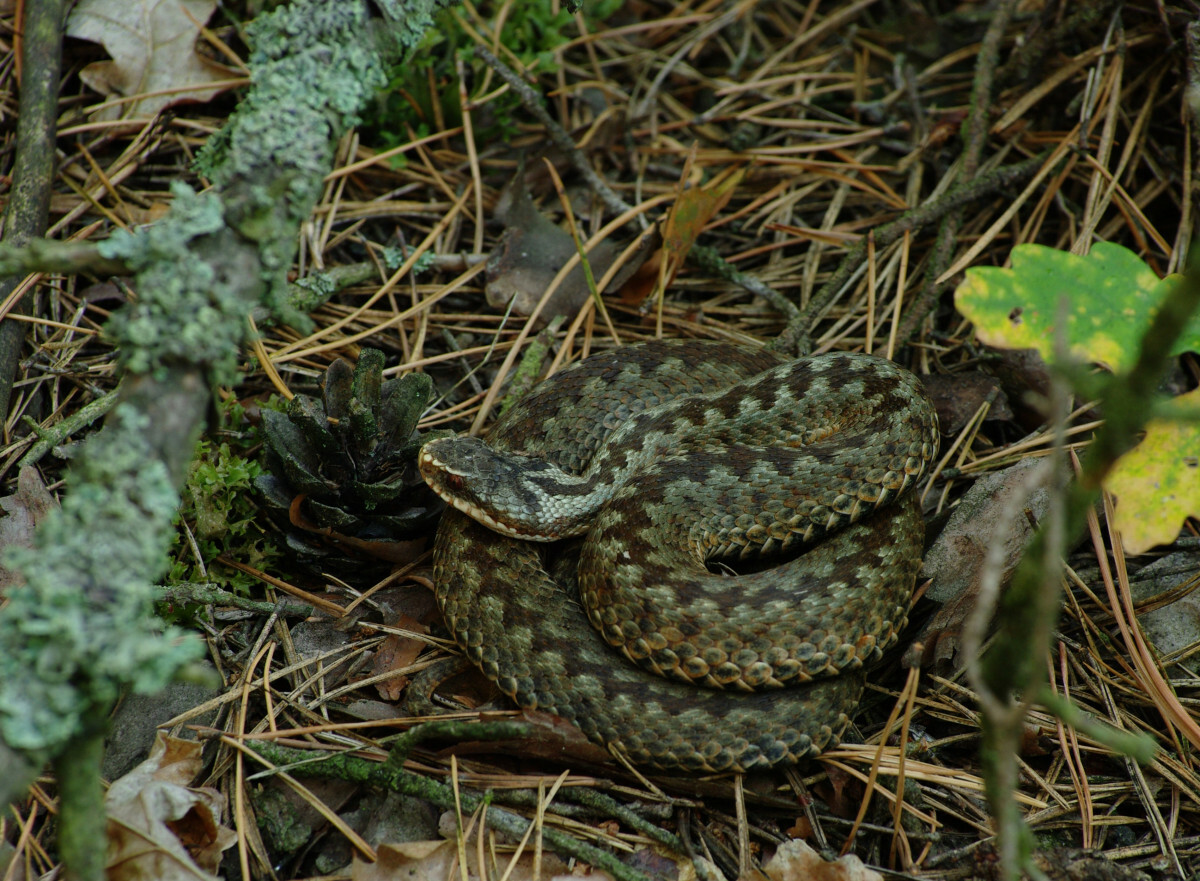 jadowita żmija zygzakowata