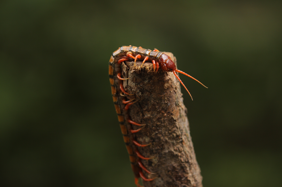 jadowite skolopendry Scolopendra subspinipes