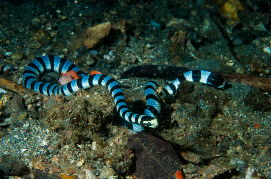 jadowity wąż Laticauda colubrina