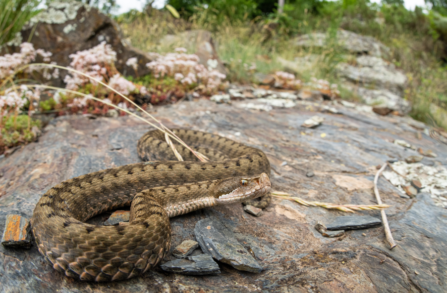 jadowity wąż żmija żebrowana