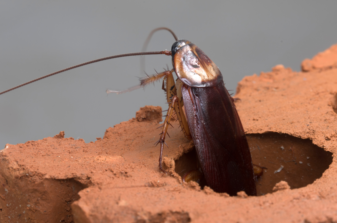 jak wygląda karaluch