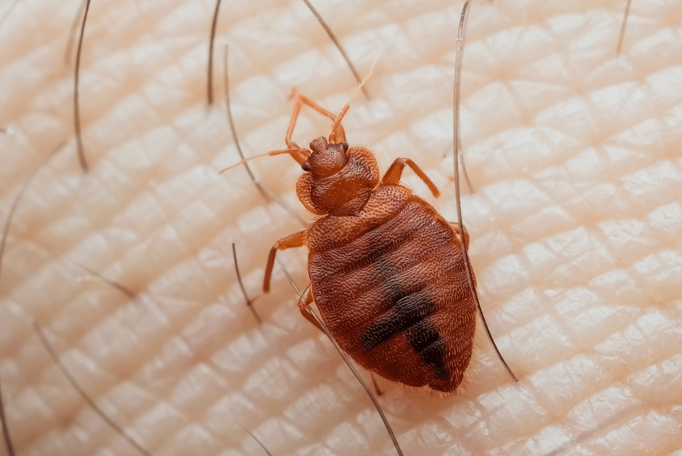 jak wygląda pluskwa domowa