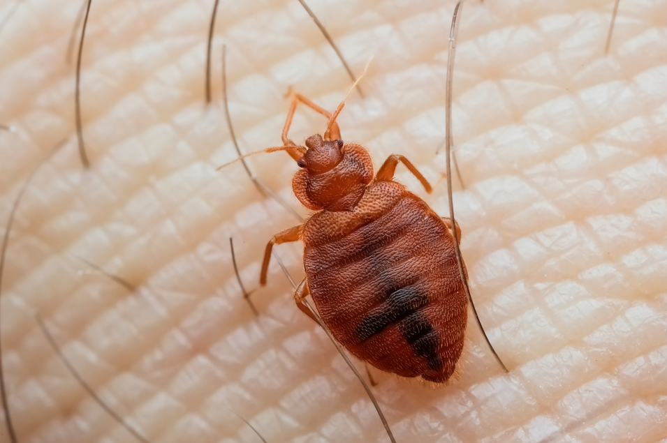 jak wygląda pluskwa domowa