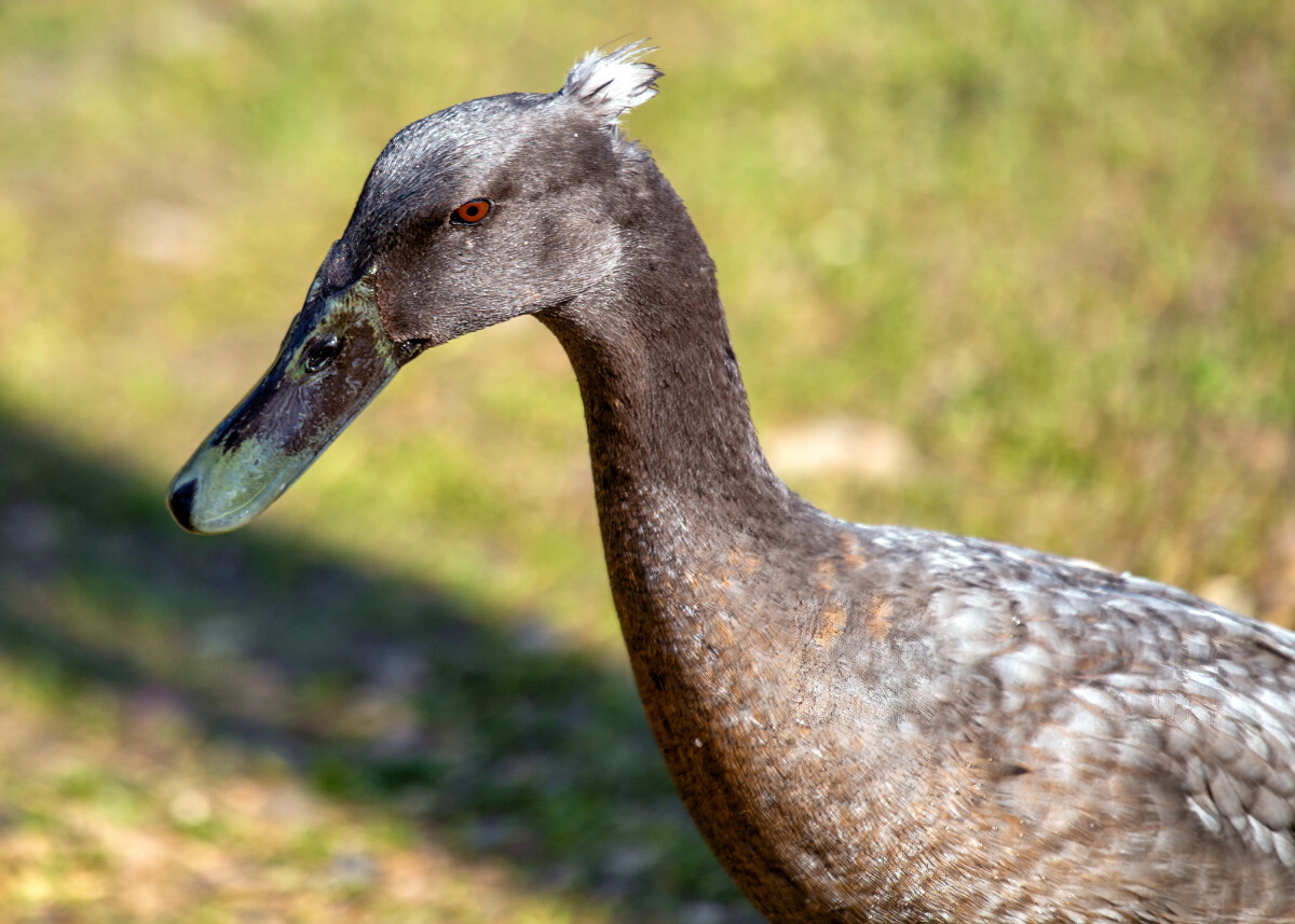 kaczka biegus indyjski