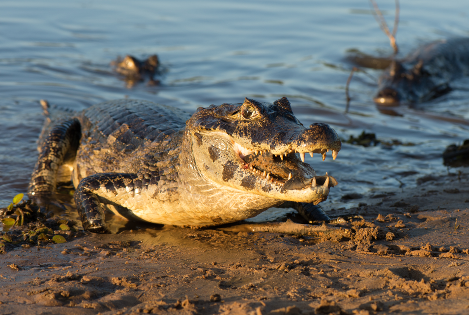 kajman czarny Melanosuchus niger 