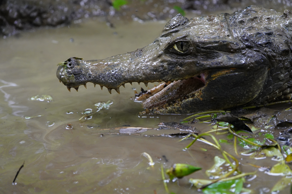 kajman czarny Melanosuchus niger 