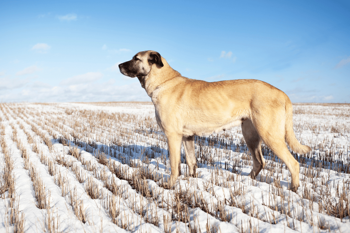 kangal, turecki pies pasterski