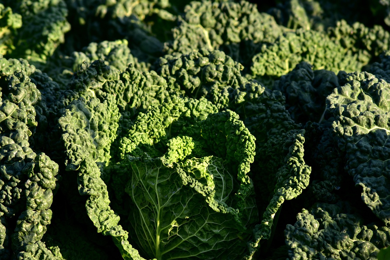 Kapusta włoska
