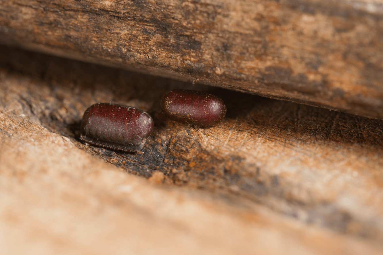 karaluchy w domu, jaja karaluchów