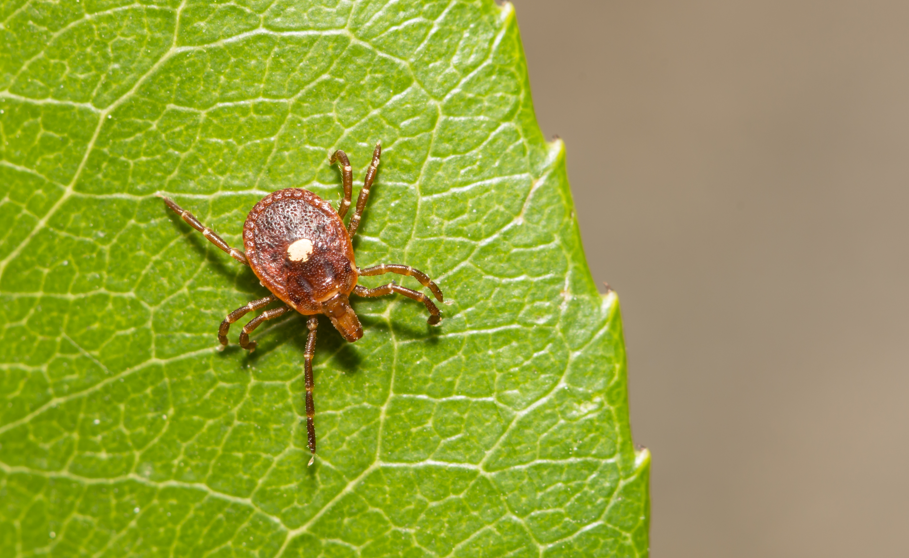 kleszcz indyczy Amblyomma americanum
