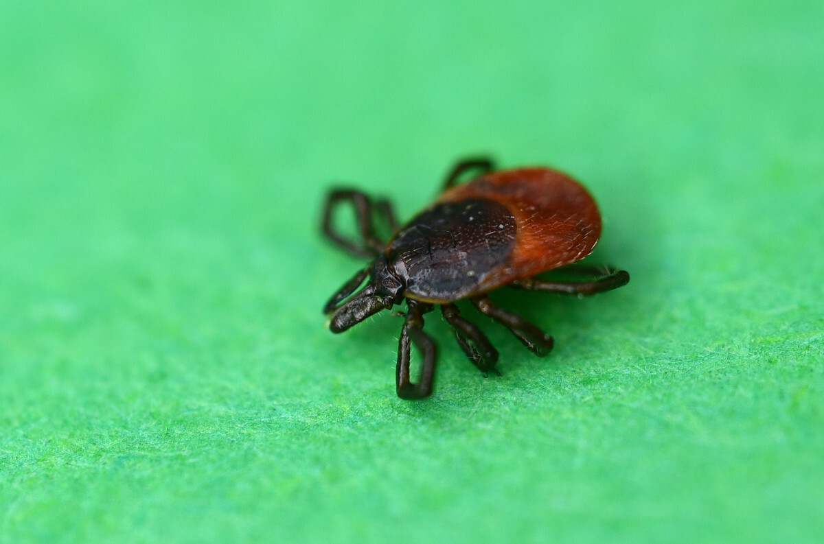 kleszcz Lxodes ricinus